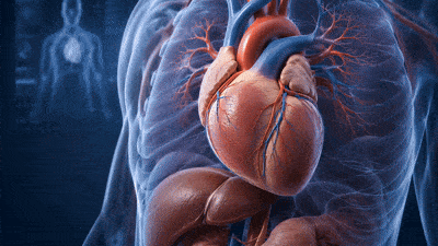 PixVerse_V6_Image_Text_1080P_Make_your_heart_b (1) Visualizzazione medica tridimensionale ad alta definizione con ricostruzione anatomica realistica di articolazioni, organi e strutture biologiche per contenuti medico-scientifici.